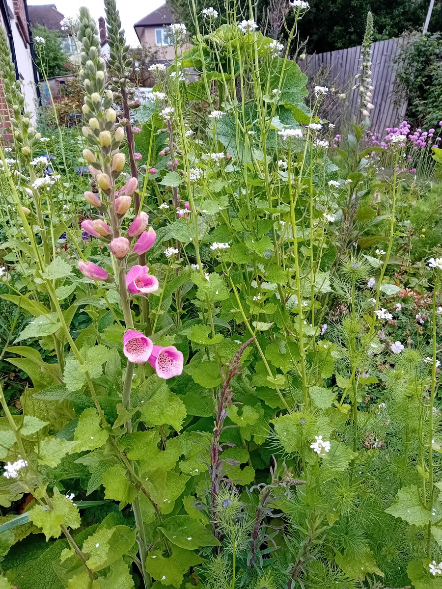 Foxgloves opening in the front garden #thankgoodnessforgardens