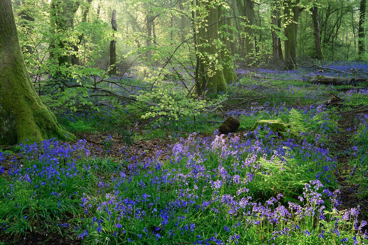 Salvation
#bluebells #spring #woodland #wexmondays #fsprintmonday #appicoftheweek #sharemondays2024