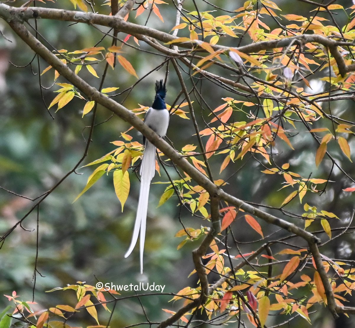 Those who don't believe in magic will never find it . #IndiAves #BBCWildlifePOTD #BirdsSeenIn2024 #birds #birding #TwitterNatureCommunity #birdphotography #photooftheday @NatGeoIndia @NatureIn_Focus @Advay_Advait