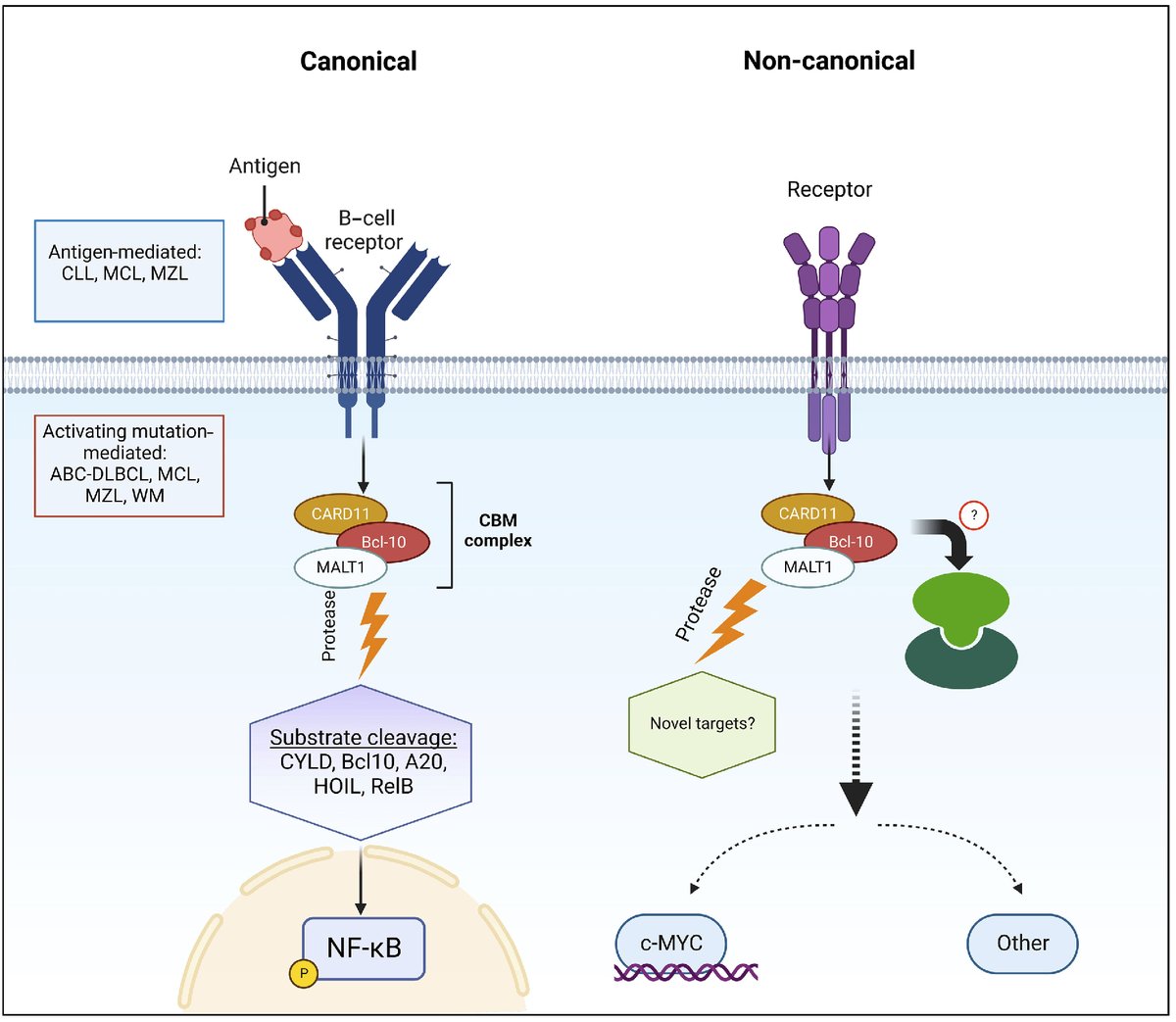 In this issue of Haematologica, a new study identified a novel potential therapeutic target for B-ALL: the mucosa-associated lymphoid tissue lymphoma translocation protein 1 (MALT1). doi.org/10.3324/haemat…