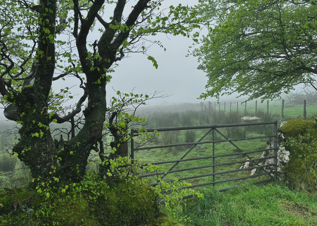 Bore da ar Llun gwyl y banc…dim gweld yn bell iawn bore ‘ma eto…mwynhewch eich diwrnod🩶💚 Bore da on this bank holiday Monday…can’t see very far this morning again…enjoy your day🩶💚