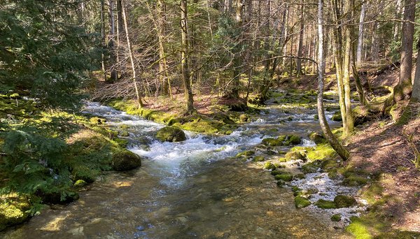A survey of 99 small Swiss streams reveals that the majority of the studied streams have significant deficits in their ecological condition and can only fulfill their function as a habitat for animals to a limited extent 🌱🐟 eawag.ch/en/info/portal… @vsa_wasser @UZH_en