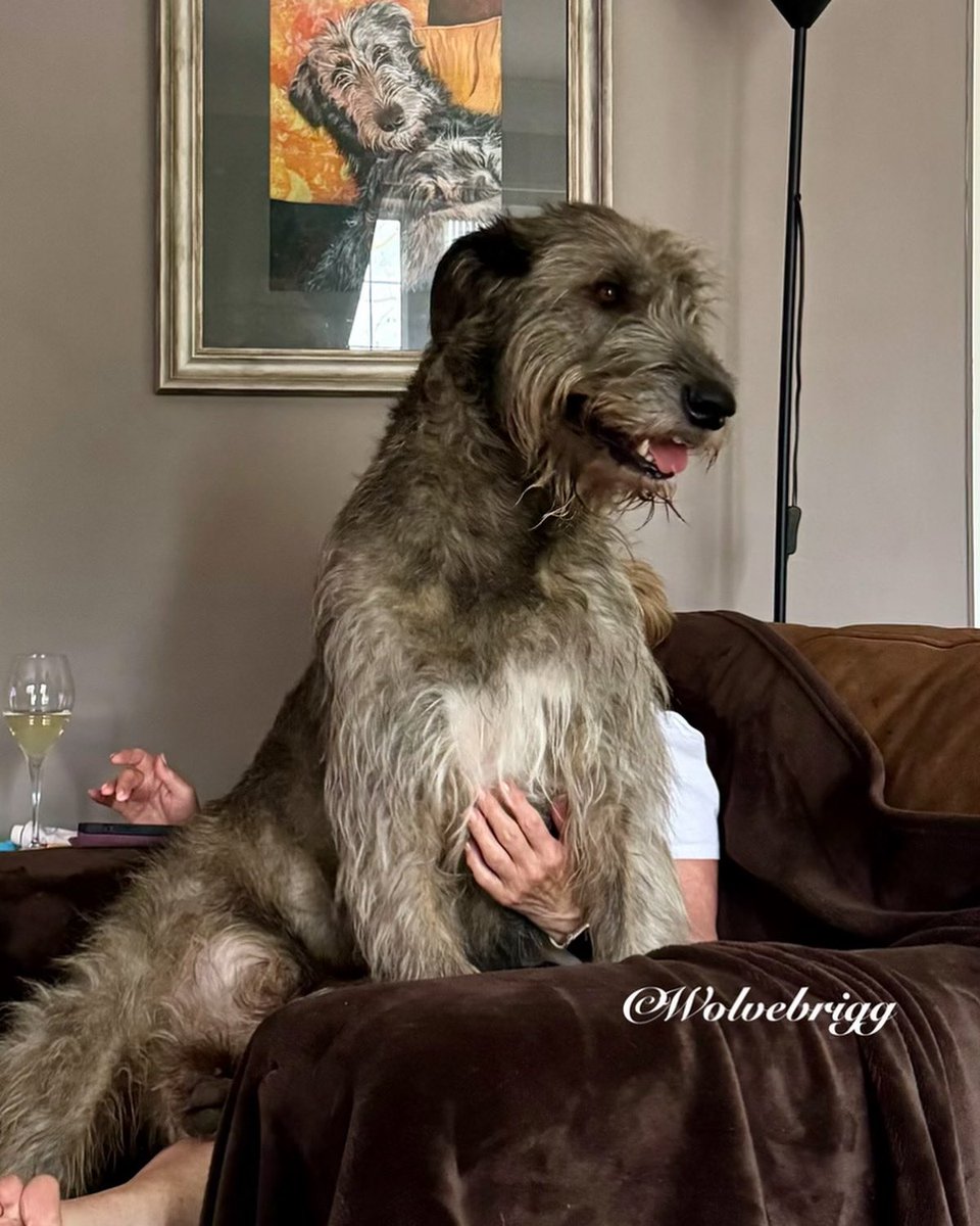 Floinn in his Happy Place!🐺❤️
#IrishWolfhound #dogs #DogsofX