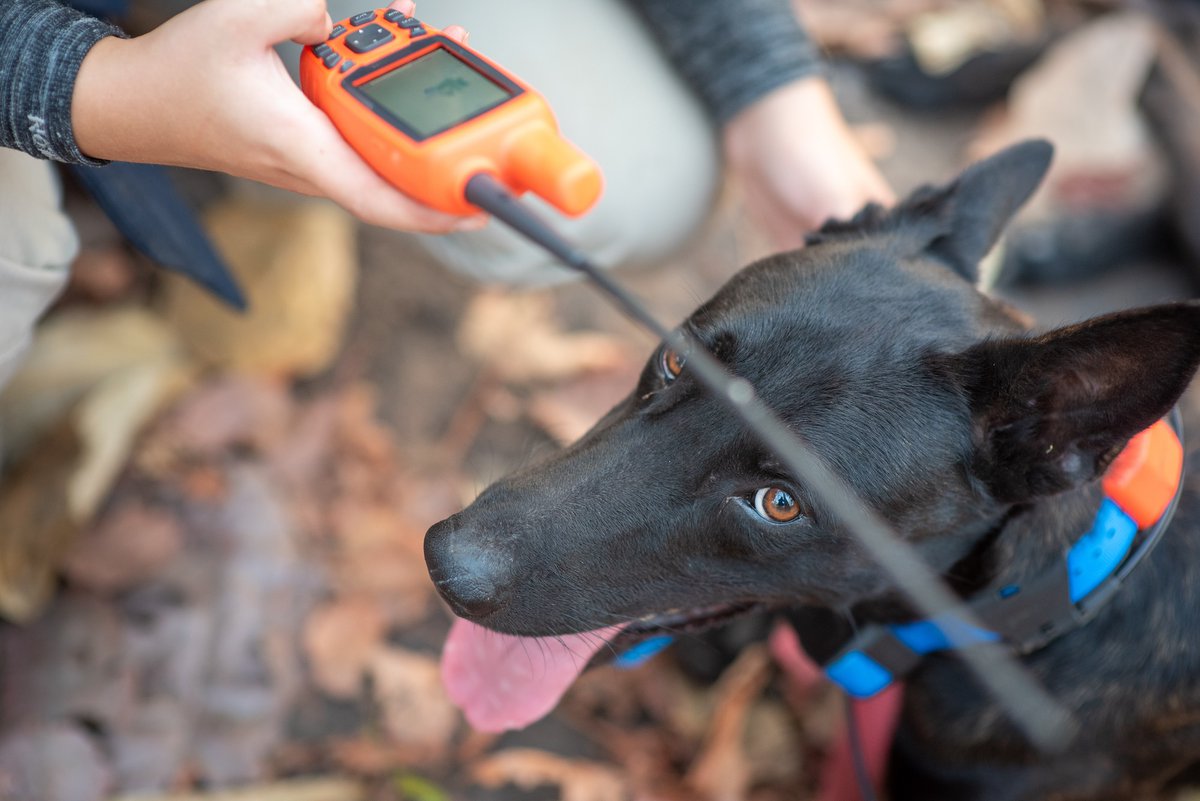 At #APOPO, we use specialized equipment to track our #HeroDOGs: a #Garmin T5 collar paired with an Astro 430 tracker. This setup is crucial for accurately measuring the area the dog surveys and for locating them within a 9-mile radius.
#TSD #MineFreeWorld #SavingLives #MineAction