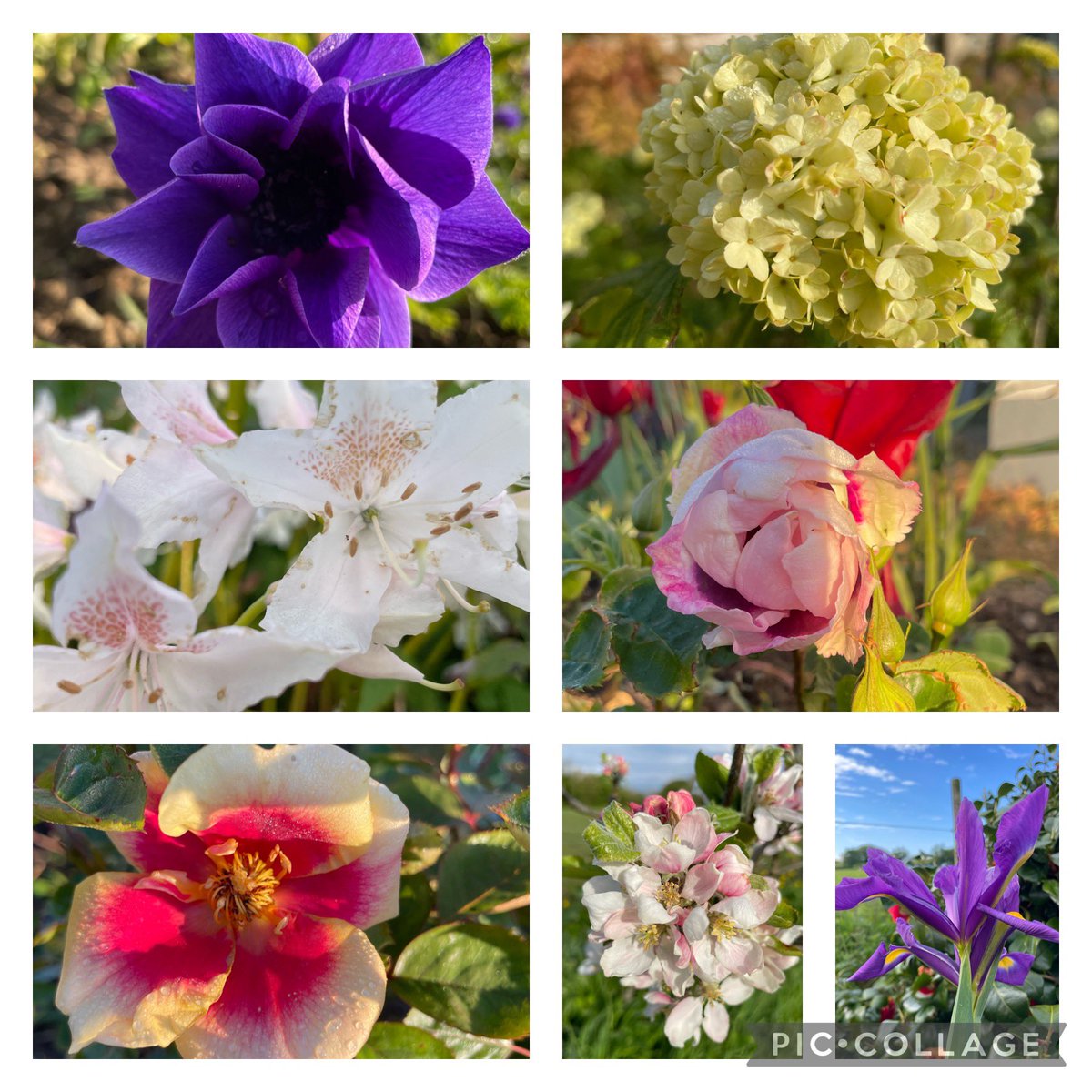 The garden’s looking fab this morning if I do say so myself 😆 blue skies make all the difference #inmygarden #gardening #GardeningX