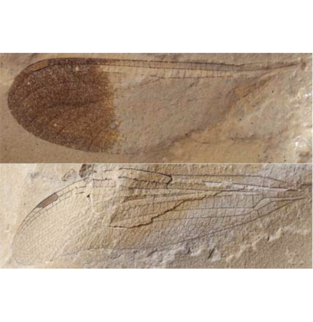 Vient de paraître dans @Zootaxa vol.5446(4) 'Two new damselflies from the Eocene Green River Formation (Odonata, Zygoptera, Dysagrionidae, Thaumatoneuridae).' Par Nel, A., @ISYEB_UMR #gen.nov #sp.nov #Insecta #Odonata ▶️doi.org/10.11646/zoota…