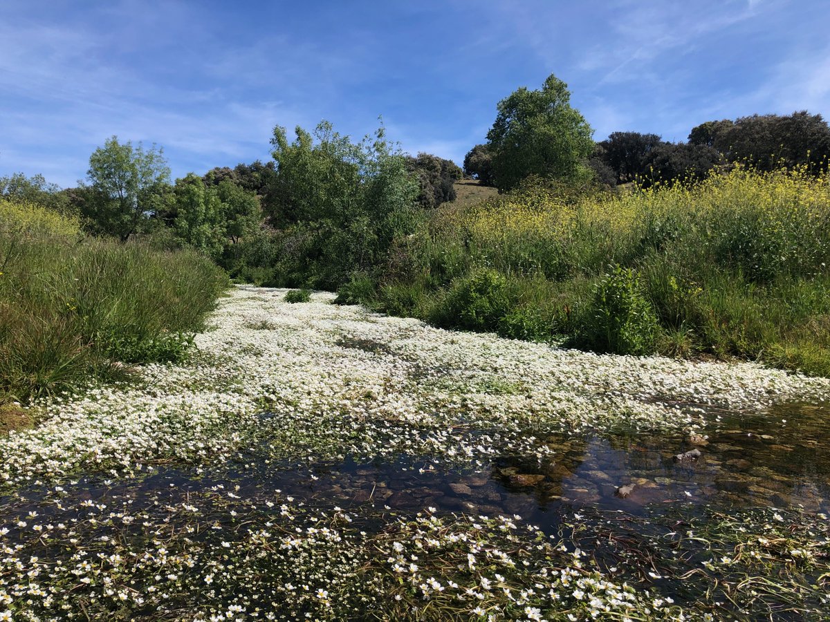 Round 2 of field work in the Sierra is a go! And boy, does Spain look beautiful at this time of year! 😍🌼🏔️Time to get some thermal physiology data on those early flying species with @RobWilsonMNCN 🦋🔥