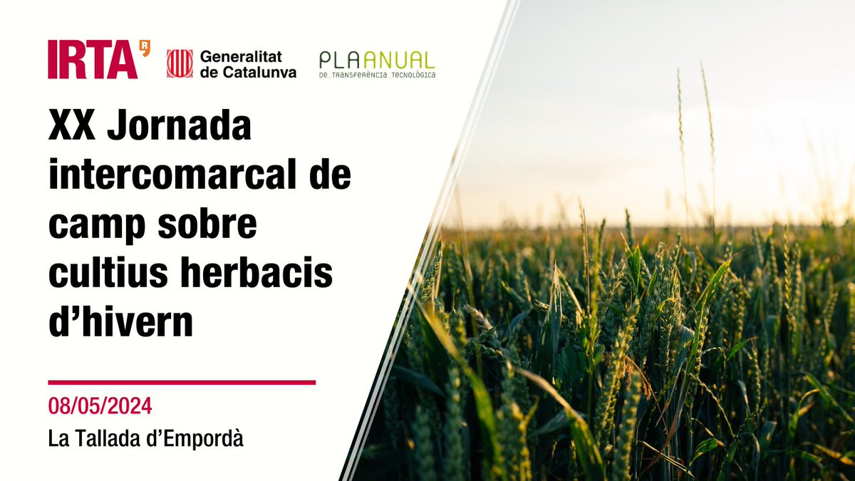 irtacat's tweet photo. XX Jornada intercomarcal de camp sobre cultius herbacis d’hivern 🌿❄️

Un dia de referència per al sector dels #cultiusExtensius!

📅 08/05/2024
🕐 09:30 h - 14:00 h
📍IRTA Mas Badia (La Tallada d'Empordà, #Girona)
✅ + info: https://t.co/olXpmzoOiM

#TransferènciaIRTA #PATT2024 https://t.co/ighaZaXnEF