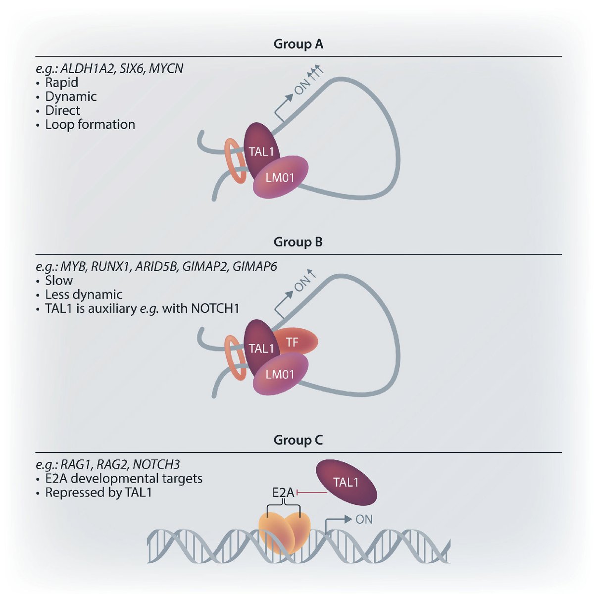 How do the regulatory mechanisms of TAL1 in T-cell acute lymphoblastic leukemia (T-ALL) cells work? A new study provides a comprehensive view of the TAL1-induced transcriptional program in human T-ALL cells. haematologica.org/article/view/h…