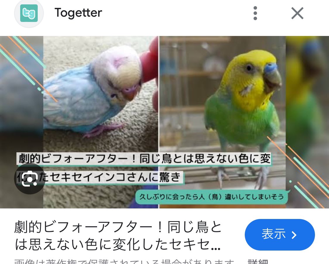 もう半年。探し続けることに少し疲れてしまいました。
インコは羽根の生え変わりで色が変わることがあります。

…この子をフィーちゃんにしてもいいですか？
そんなこと、この子にも元の飼い主さんにも失礼すぎて、口が裂けても言えない。
忘れてください。