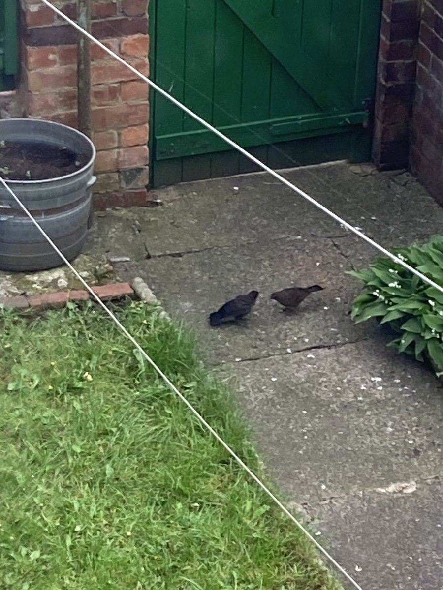 @WriterHannahBT Mrs Blackbird feeding a fat speckled pudding of a baby by the lily of the valley. Our first chick of the year! #firstbirdofmyday