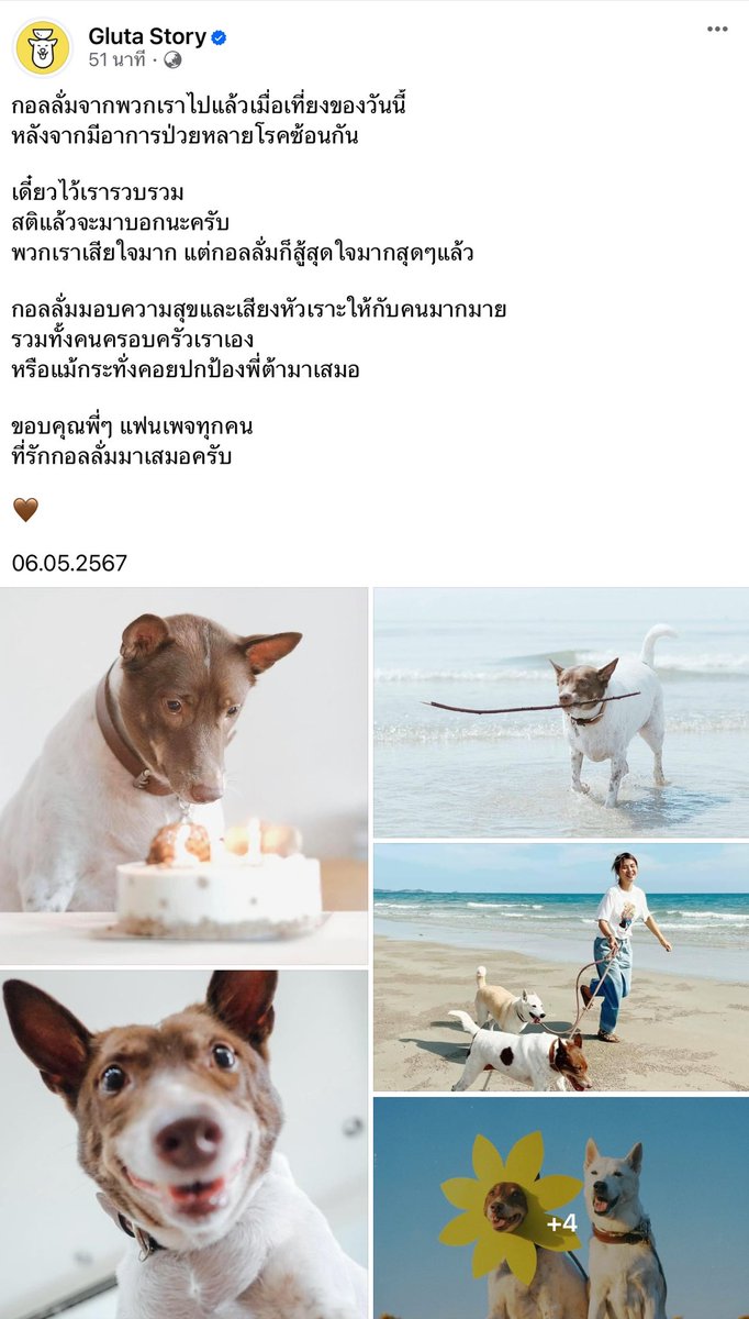 9nine0625's tweet photo. งือออออ พี่ลั่มกลับดาวหมา ตามจัมโบ้และพี่ต้าไปอีกคนนึงแล้ว🥹 ตำนานนางแบบผู้บุกเบิกเพจ #กลูต้าสตอรี่ ทำหน้าที่เสร็จเรียบร้อย

คิดถึงใจพี่ ๆ บ้าน @GlutaStory เลยที่เสียคนในครอบครัวไปปีนี้ 2 ตัวติด ๆ เราคนนอก รู้ข่าวแล้วใจยังหล่น ขอเป็นกำลังใจให้นะคะ🤍

#GlutaStory #กอลลั่ม https://t.co/NllZESIacc