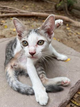 CatsterClub's tweet photo. 🏠หาบ้านให้น้องแมว🏠
น้องไมโล น้องเป็นแมวเด็กหลงมา 
น้องร่าเริง ขี้อ้อน น้องมีหน้าม้าเต่อเป็นเอกลักษ์
พิกัด น้องอยู่ที่อยุธยา บางปะอิน 
หาพี่ๆใจดีรับน้องไปดูแล 
เบอร์โทร 083-992-6228 เมย์
Line id : mmayyaa. https://t.co/EAR6tEW1IB