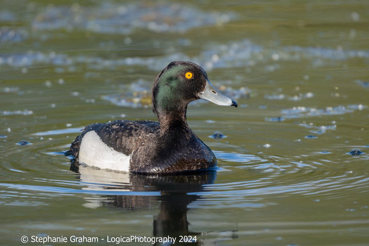 It’s #MallardMonday so please join in by sharing your duck or goose photos, like, share and have some fun. Here’s a sparkling drake Tufted Duck out on the pond. Let the chaos begin 😄