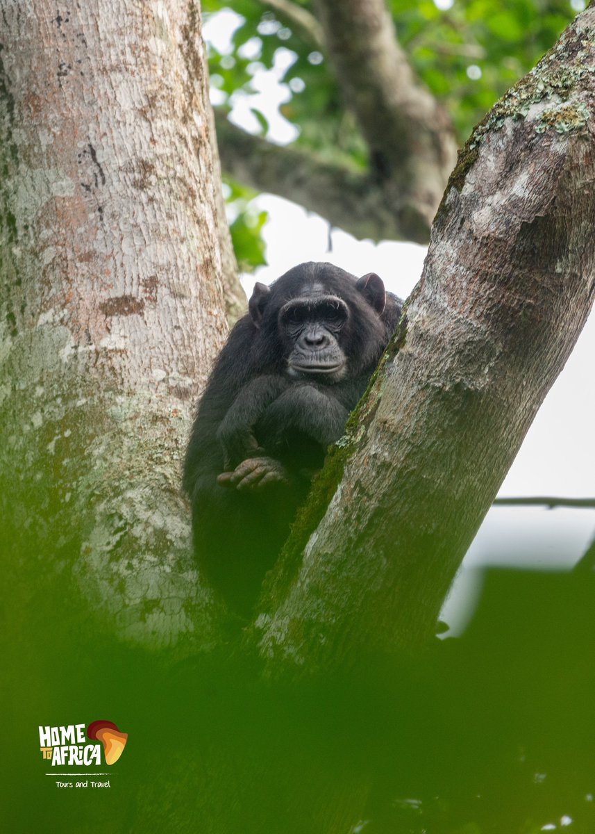 The week has just started and we're already on our sightings🐒. it's never too late to join, whenever you're ready, book your tour on our website, link in the bio✈️

#Exploreuganda #hometoafricatours #safari #travel #tourism #wildlifephotography #chimps