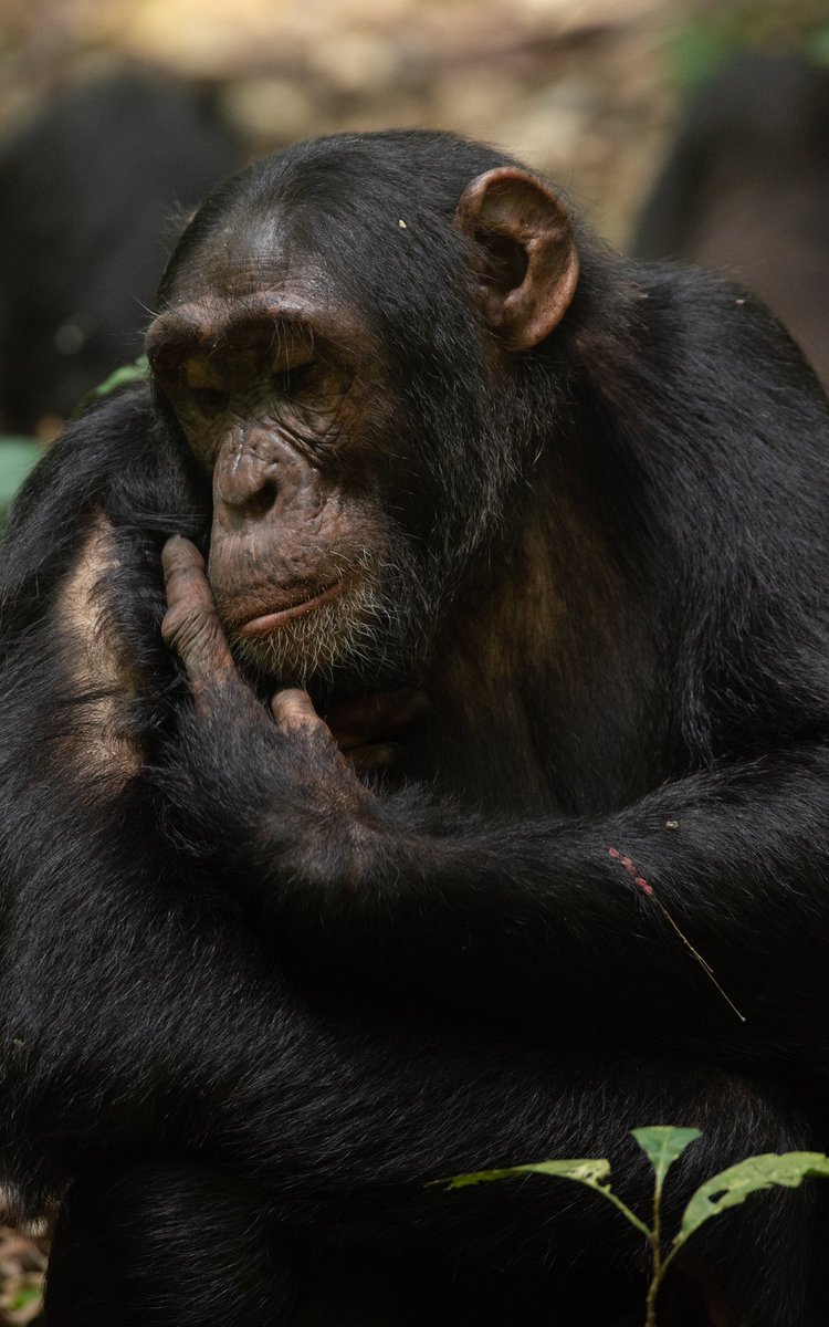 Step into a world of wonder and adventure at Kibale National Park, the best destination in Africa for chimpanzee trekking, with 13 different species of primates. Located in Western Uganda, about 5 hours drive from Kampala, and 20-30 mins from the tourism city, Fort Portal, Kibale…