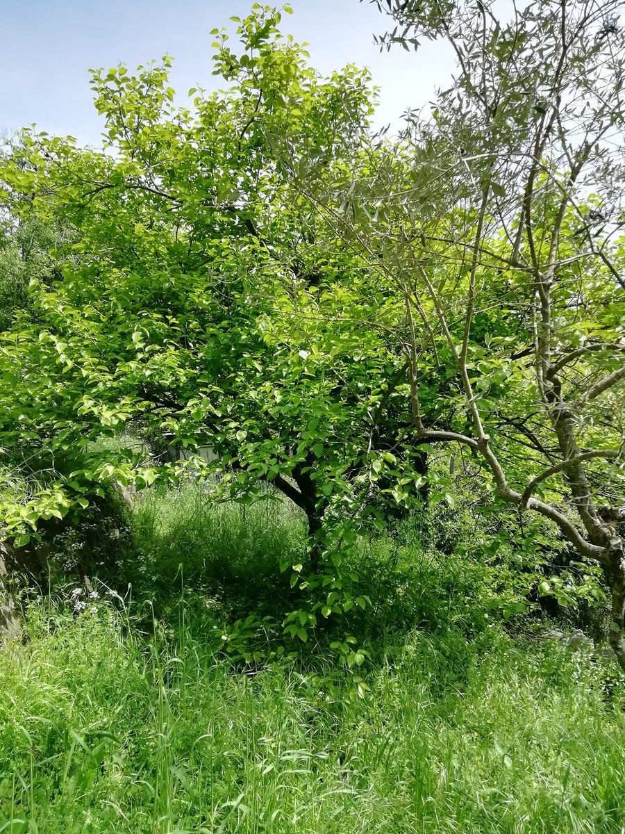 Qui dit pluie 🌧️, dit nature verte. on se croirait presque dans la jungle tropicale.. Le jardin est magnifique tout de même. On va attendre pour tondre aujourd'hui la pluie est de retour. 
Bonne semaine à tous 🌹
#Nature #Cévennes #Pluie #Gard