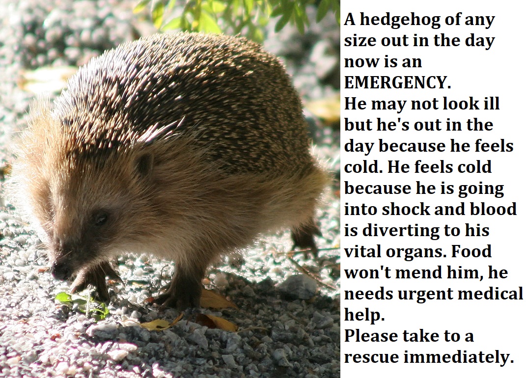 @paulabearthe2nd Please take him to a good rescue for urgent treatment. A hedgehog out in the day is dying and needs emergency help from a wildlife rescue (never a vet).directory.helpwildlife.co.uk