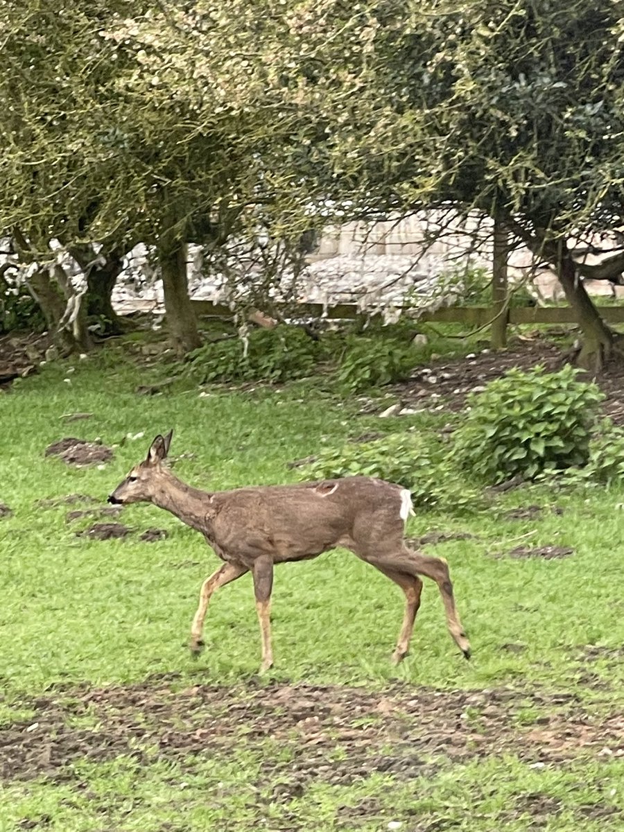From the back window this morning……….we don’t normally see dear here 🤣