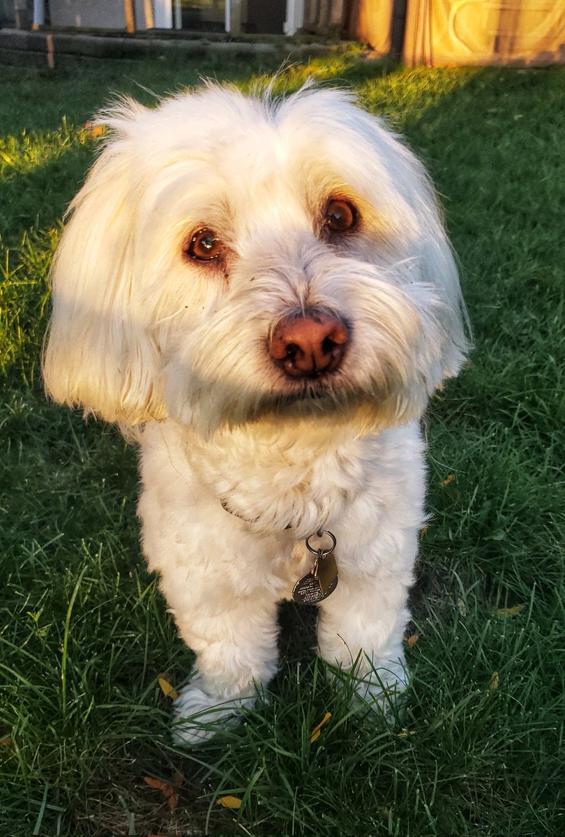 Here comes the Monday morning sun - good morning from Lucy! ❤🐾🐕🐶🐾❤ #IloveLucy #cotondutulear #Mondaymotivation #walkinthedoginwhitby #walkinthedog