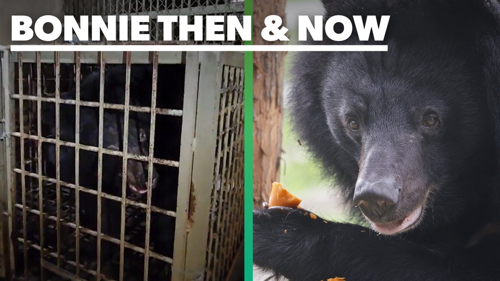 Happy #MoonBearMonday from Bonnie🌙🐻⁠Bonnie was rescued in 2023 from a bear farm. ⁠Today she loves hanging out with friends Clyde and Kindness and basking in the sun on her hammock! ⁠#bear #rescued #happyending #rescuedanimals #happyanimals #loveanimals #happynews #animalnews
