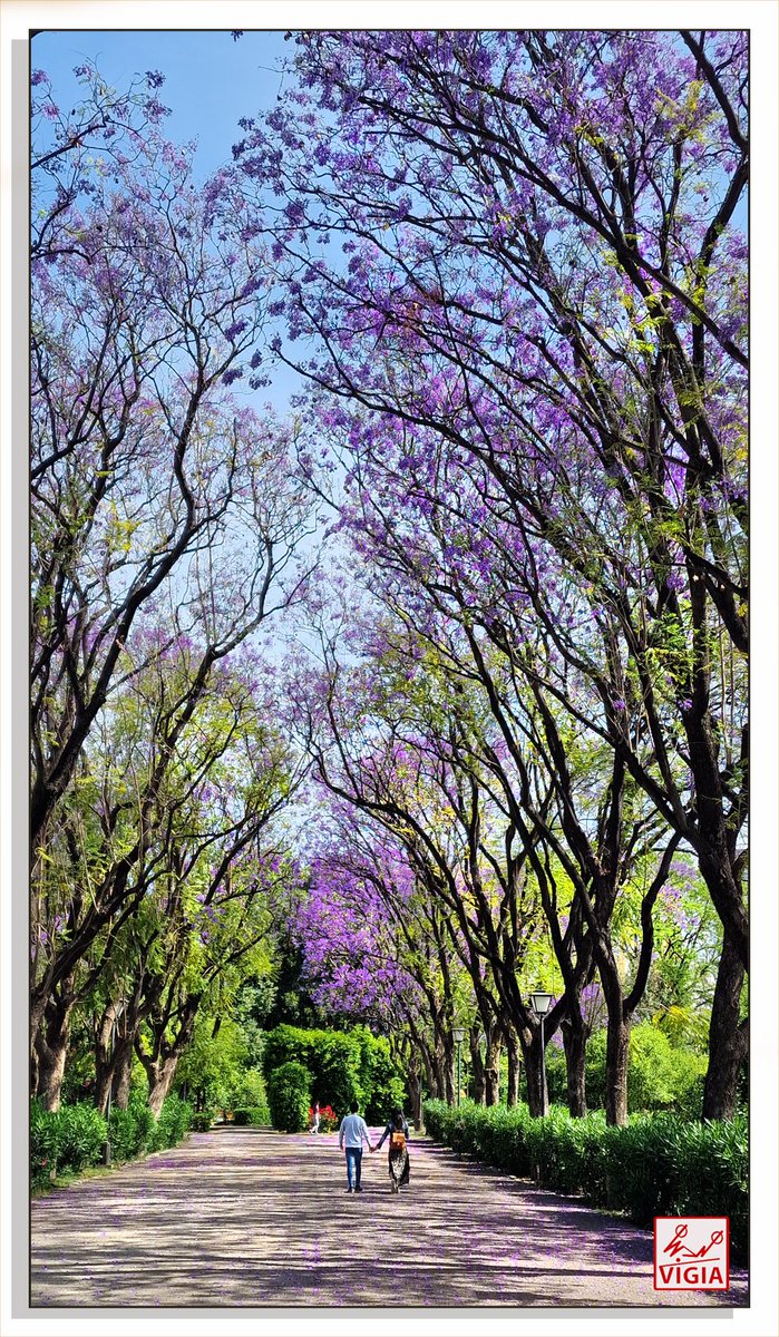 Paseando por el Parque de los Principes una bonita mañana de mayo. #FelizLunes #Sevilla #Triana #Macarena #Andalucíahoy #Andalucía
