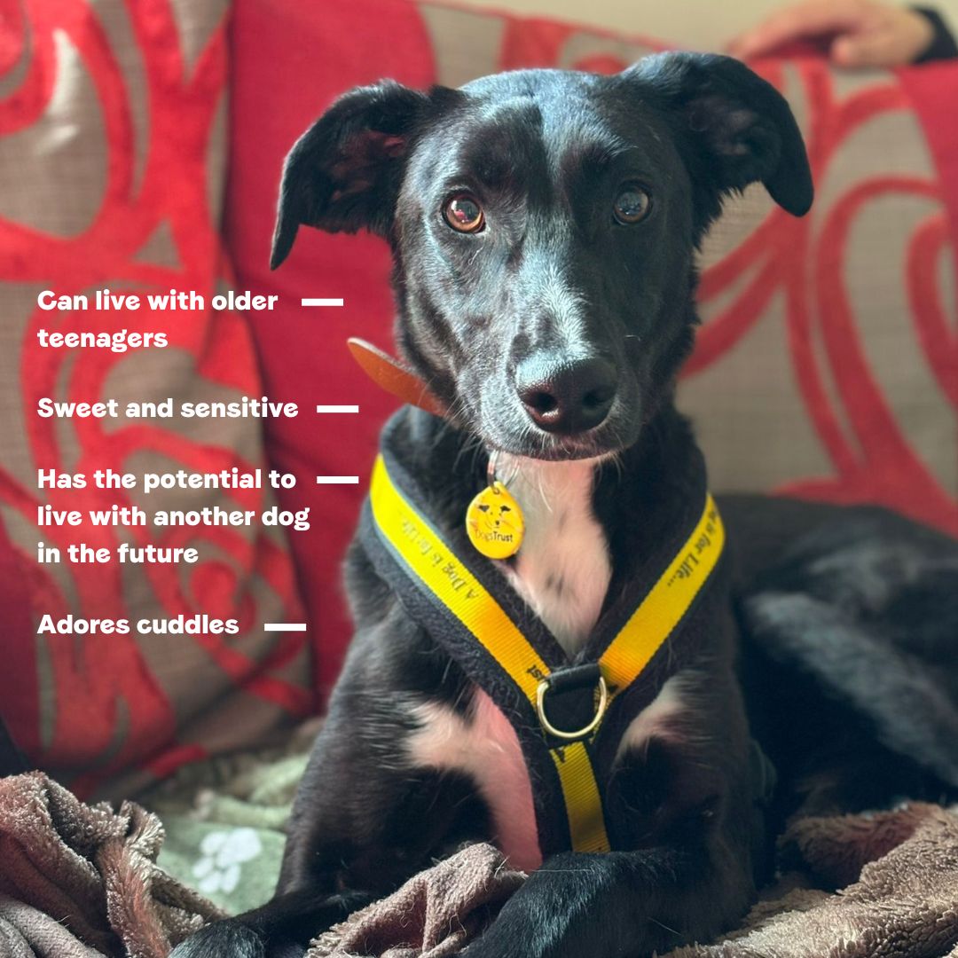 Pup is on the search for someone to snuggle up with on a Monday morning 😴

Could you be his pawfect match?!

#Lurcher #Adoption #rehoming #rescue #ADogIsForLife #DogsTrustWestLondon