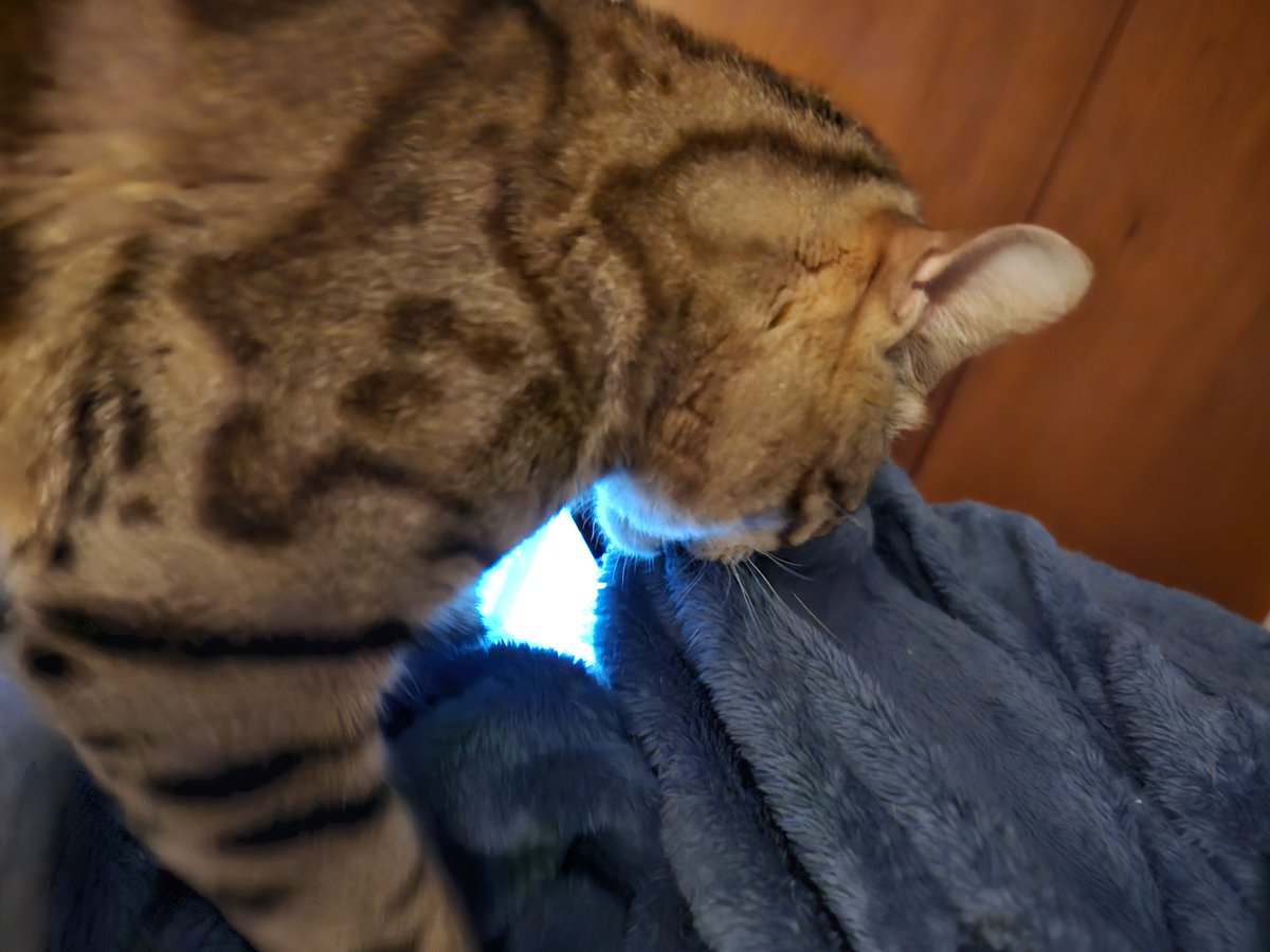 When I make biscuits, I need ALL of the rubs + eleventy-hundred!
❤️😺😽
#Bengalicious 
#CatsOfTwitter #XCats 
#TeamBengal  #TeamBengalForever #BengalCat #LoveNeverDies #WeLoveMewFam