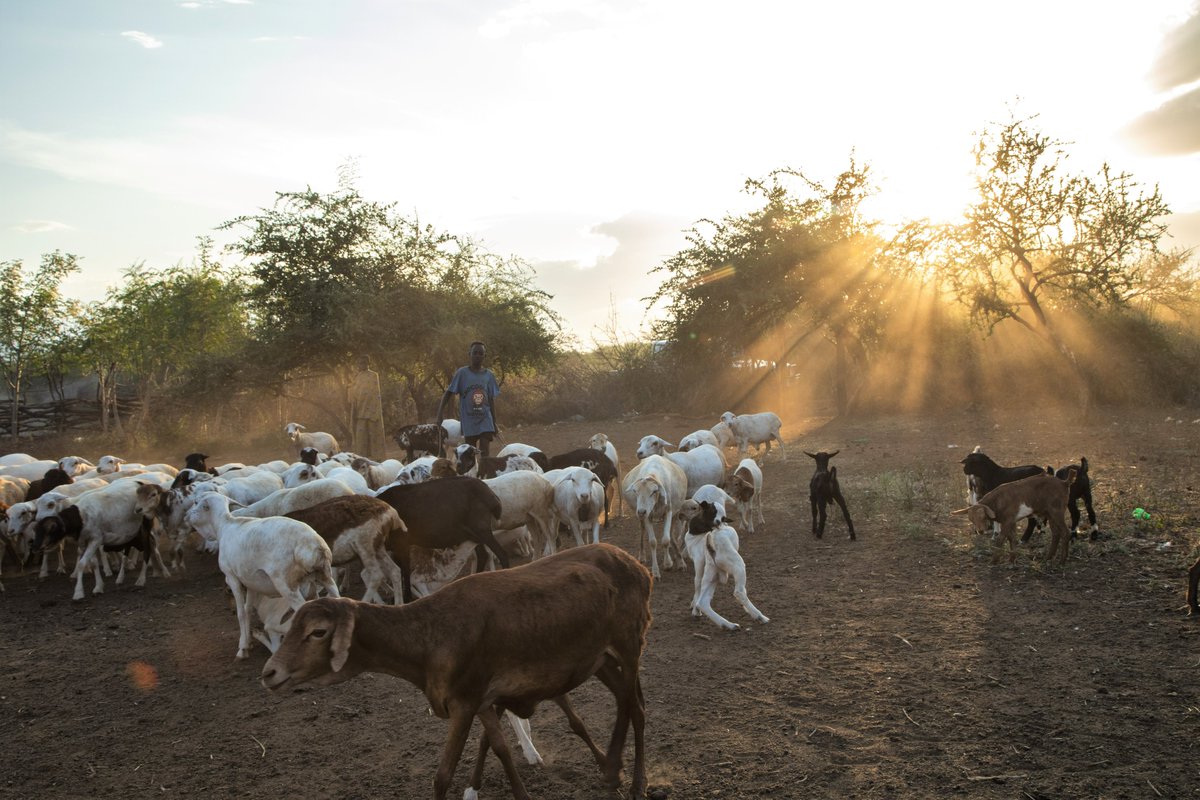 With the help of the Africa Development Bank @AfDB_Group, through the Build #Resilience for Food & #Nutrition Security in the Horn of Africa (BREFONS), @FAO is assisting pastoralist communities in #SouthSudan 🇸🇸 to maintain their #Livestock’s 🐐🐑 health through vaccinations.