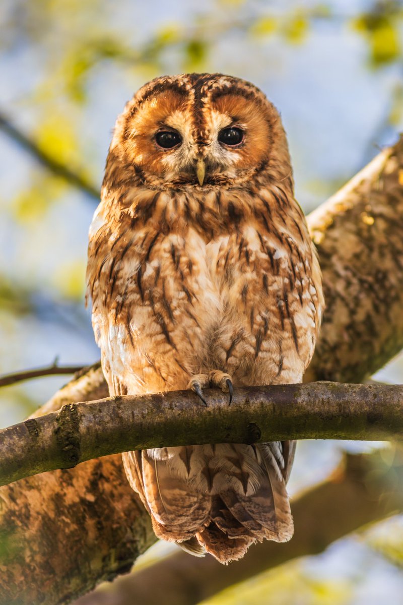 A halo of spring around our resident tawny owl #Bradford #wexMondays #sharemondays2024 #fsprintmonday