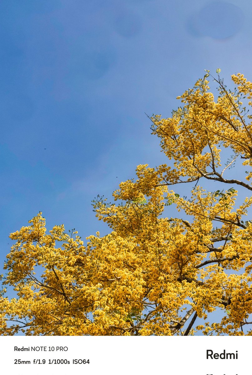 YELLOW OASIS 💛 💙
In a World full of blues and greens, this tree here dared to be different, painting the sky with vibrant yellows! ✨
Entry for @XiaomiNigeria Nature Beauty Contest 💛
#ShotOnRedmiNote #shotonredminote #NatureBeauty
Tags: 
@johnmokan @i_am_anita7 @iamferomz