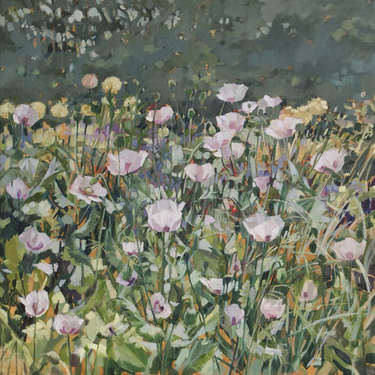 May Morning - Pink Poppies at Cambridge Botanic Garden 🎨Anne-Marie Butlin