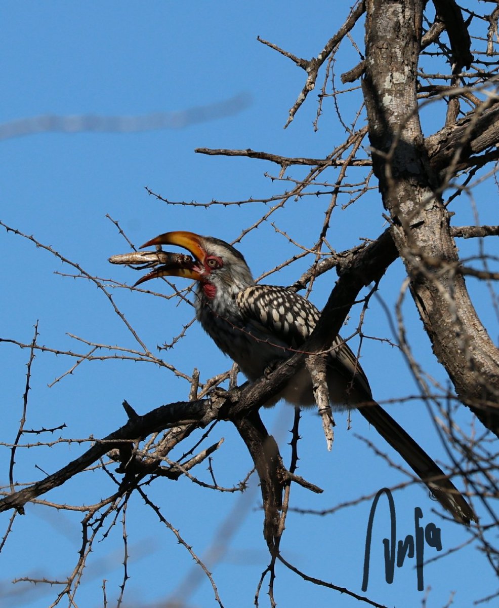 Hearty breakfast for this Yellowbilled Hornbill. Fresh off the camera. Have a good new week! #photography #nature #outdoors #Yellowbilled #Hornbill #birdwatching #BirdsSeenIn2024 #garden #insect #goedemorgen #Francistown #Botswana #Africa