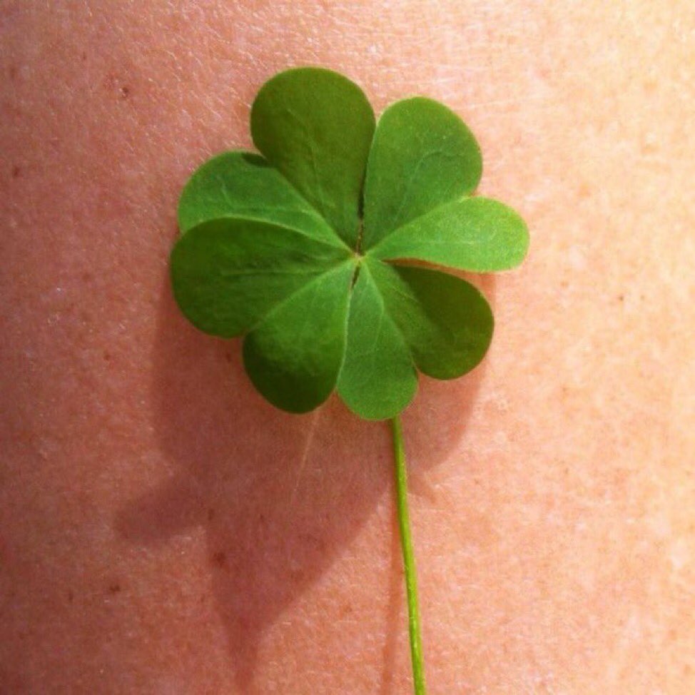 Uğurlu dört yapraklı yonca 🍀✨Favlarsan en çok manifestlediğin şey gerçek olacak✨