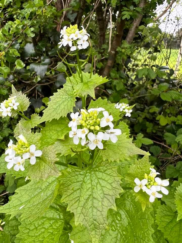 The hedgerows are looking good