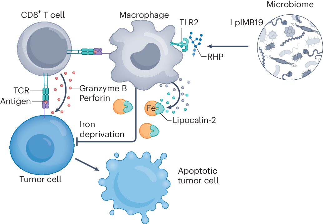 Samuel P. Nobs (@nobssamuel) on Twitter photo Microbes can promote anti-tumor immunity via iron sequestration by macrophages! Great new study by <a href="/Imsinhyuk/">Sin-Hyeog Im</a> and colleagues, with our two cents on harnessing the microbiome in immunotherapy. <a href="/EranElinav/">Eran Elinav</a> <a href="/Elinav_Lab/">ElinavLab</a>
nature.com/articles/s4159…
nature.com/articles/s4159… Microbes can promote anti-tumor immunity via iron sequestration by macrophages! Great new study by <a href="/Imsinhyuk/">Sin-Hyeog Im</a> and colleagues, with our two cents on harnessing the microbiome in immunotherapy. <a href="/EranElinav/">Eran Elinav</a> <a href="/Elinav_Lab/">ElinavLab</a>
nature.com/articles/s4159…
nature.com/articles/s4159…