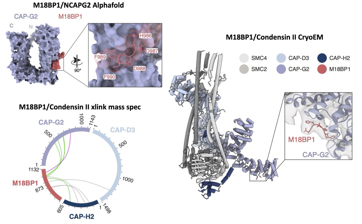 @ABorsellini @VanniniLab @DuccioConti @andreamusacchio @HarrisBeccy @NKI_nl Using a combination of Alphafold, crosslinking mass spec and cryoEM, we found 5 residues key for the interaction. 4/n