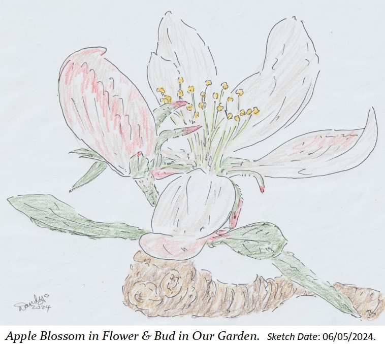 Apple Blossom in Flower & Bud #sketch #Flowers #tree #garden @abdulhayemehta @NorthStandGang @ilegally_indian @AnnieChave @palfreyman1414 @Edgaralanpoe48 @andydurrant75 @cbar2323 @chriswaller1 @kinobe911 @mattbob84 @TheKenAshley #gardening #drawing #pen & #pencil #sketchart #art