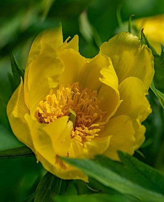 Peonies are a late spring spectacle, but did you know there are several types? Tree Peonies delight early in the season with woody stems & abundant blooms, herbaceous peonies captivate with large flowers that die back each winter & intersectional peonies combine the best of both.