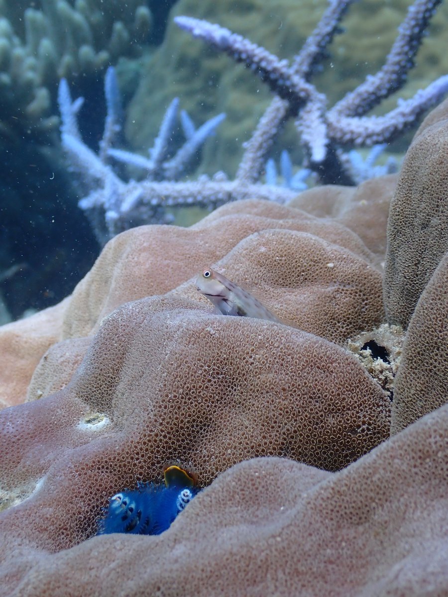 Around the world series: discover the Southwestern Pacific Dive into the tiny world of Ecsenius stictus (Springer, 1988), also known as the Striped Blenny or Great Barrier Reef Blenny. With its camouflaged yellow body, distinctive black markings, and googly eyes, this species…