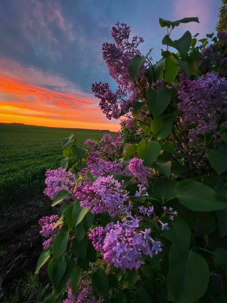 🍃🌼Spring is the season of lilacs🌼🍃🌼 Good and peaceful new week for everyone🌿💜🌿