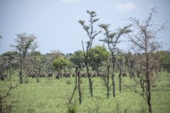 Pian Upe Wildlife Reserve is a conservation area in the Karamoja subregion of northeastern Uganda. It is the second-largest conservation-protected area in Uganda.
#VisitUganda