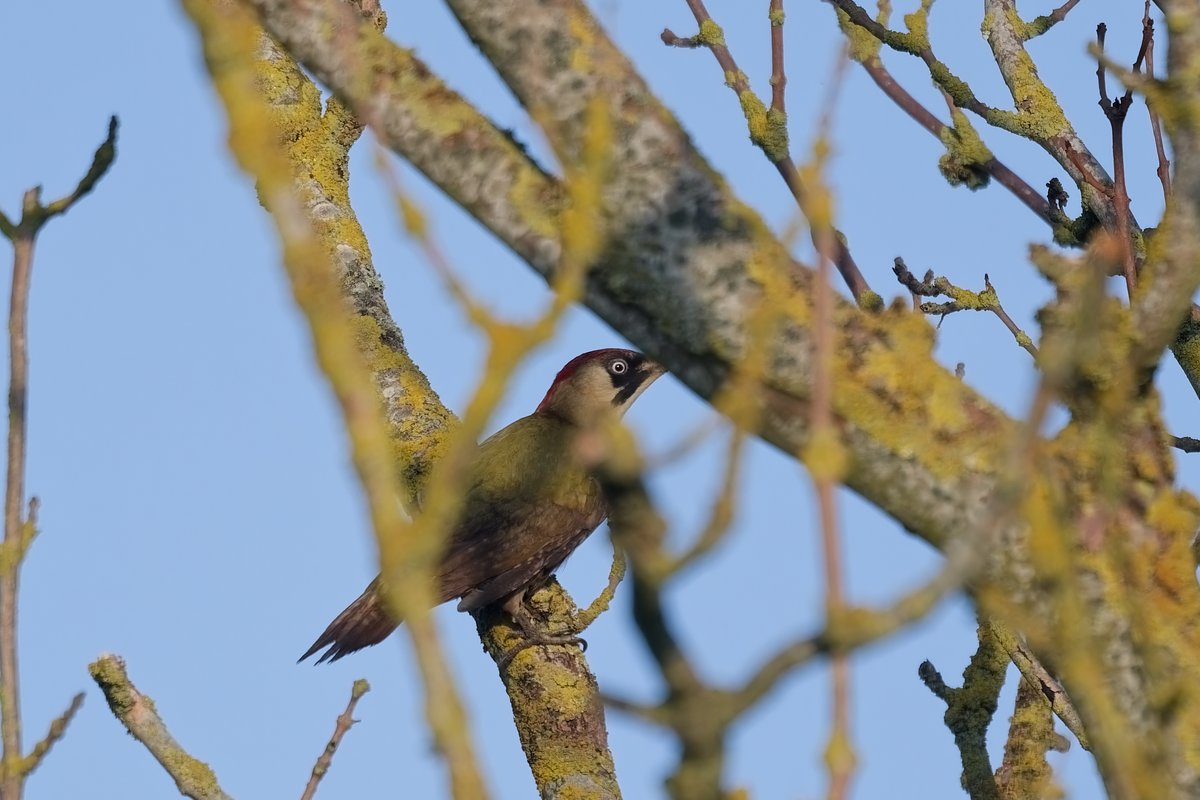 Turtle Dove, Yellowhammer, Whimbrel & Green Woodpecker at Wrabness on Saturday @EssexBirdNews @EssexWildlife