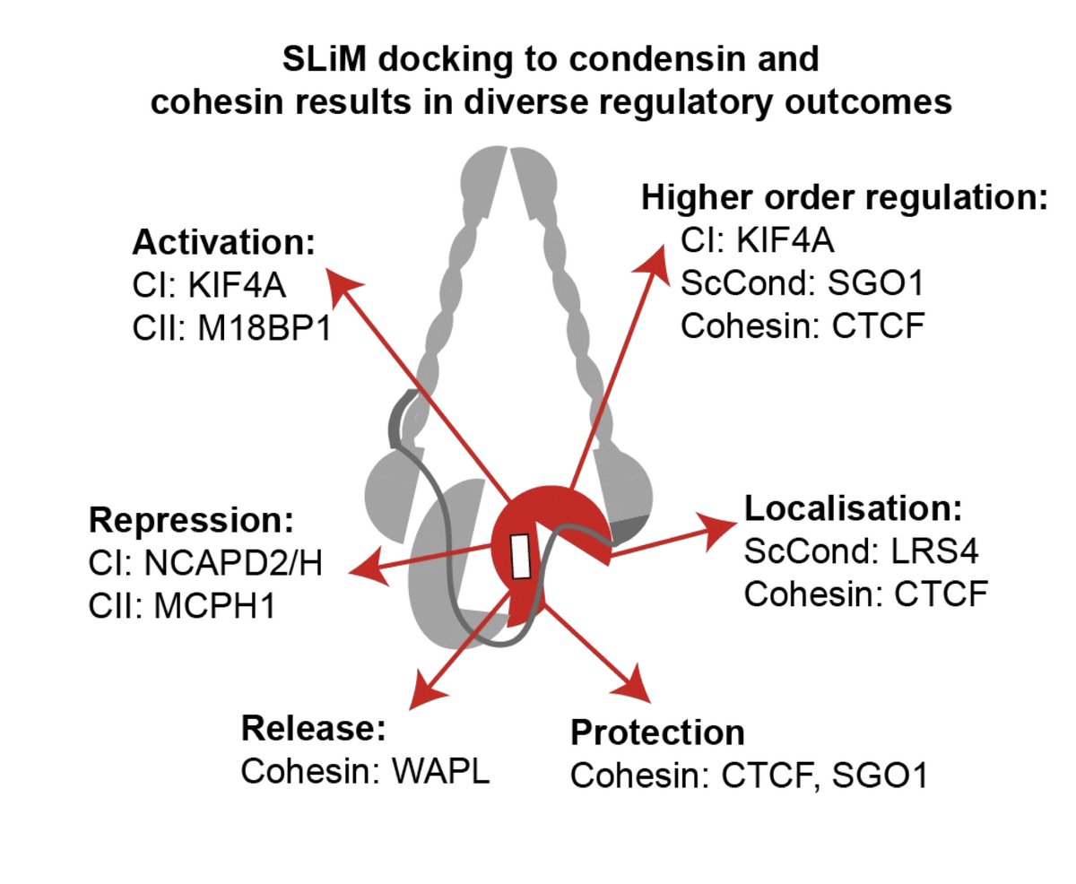 @ABorsellini @VanniniLab @DuccioConti @andreamusacchio @HarrisBeccy @NKI_nl Condensin, like cohesin, uses its HAWK subunit as a binding platform, resulting in a range of regulatory outcomes! Check out preprints from myself and @Marston_lab which look at this for human condensin I and yeast condensin. 11/n
biorxiv.org/content/10.110…
biorxiv.org/content/10.110…