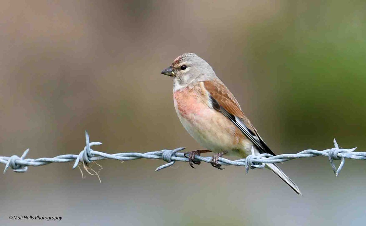 Linnet.

Thanks for your support and your kind comments, all much appreciated.

#BirdTwitter #Nature #Photography #wildlife #birds #TwitterNatureCommunity #birding #NaturePhotography #birdphotography #WildlifePhotography #Nikon