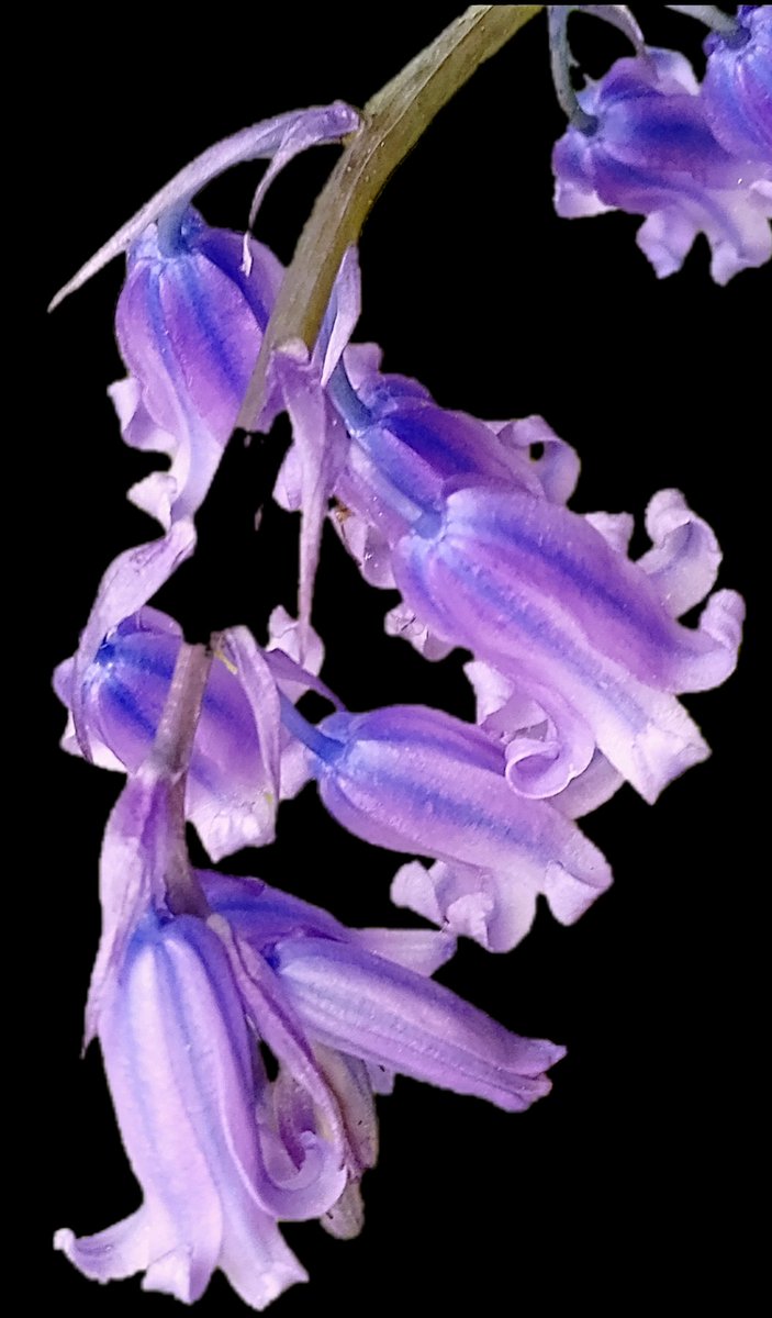 #MacroMonday I've loved seeing all the #bluebells this year, such a welcome break from winter's browns and greys and much loved by pollinators. I love seeing the blue and purple stripes close up on them. @MacroHour #DailyFlowers #positivity #joy #vitaminN