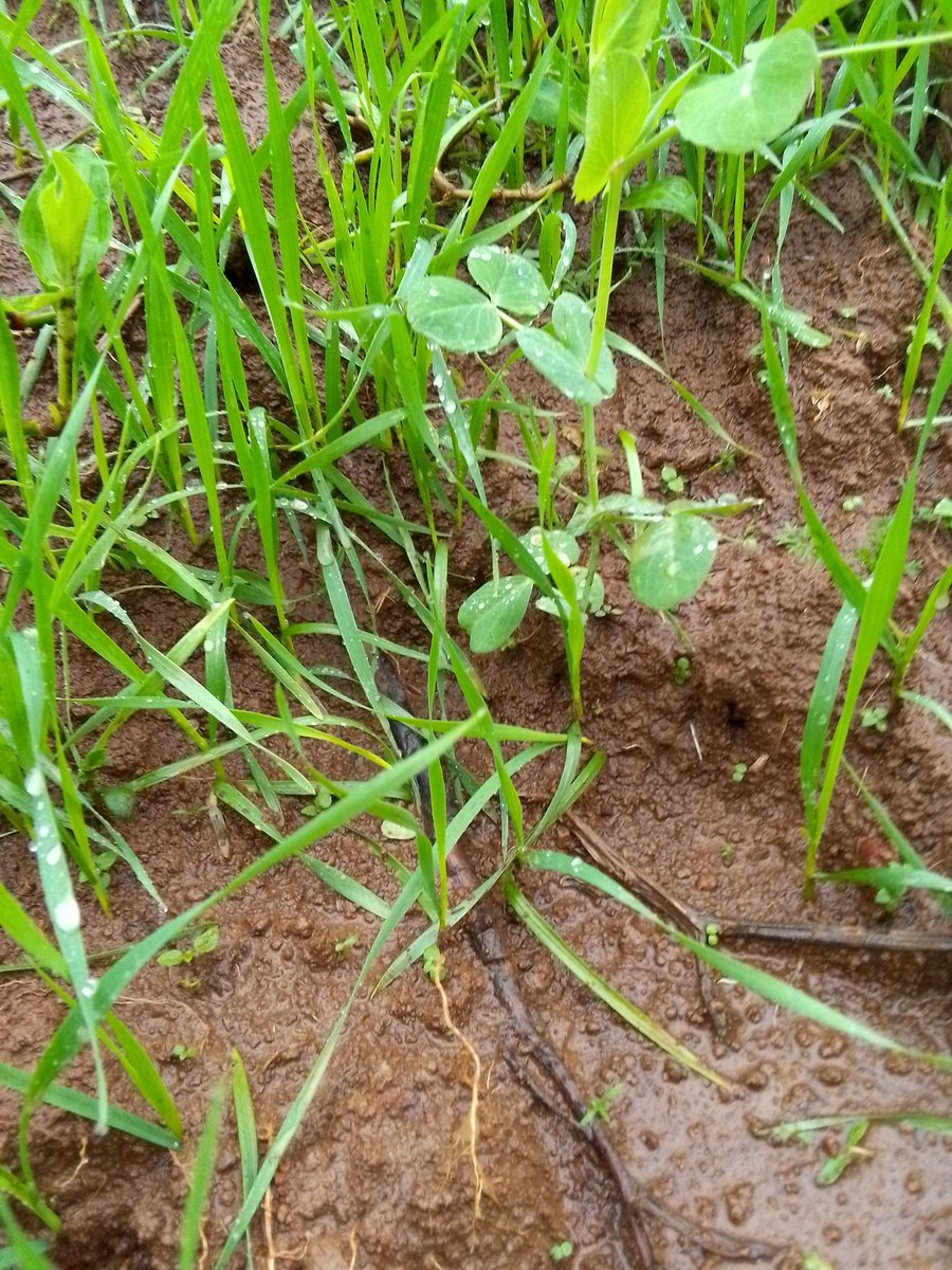 Good morning to all farmers and agronomists!!! I wish you a productive day. 
If you are involved in agriculture and interact with crops, what are the benefits of mixing peas with other crops for both the crops and the soil?