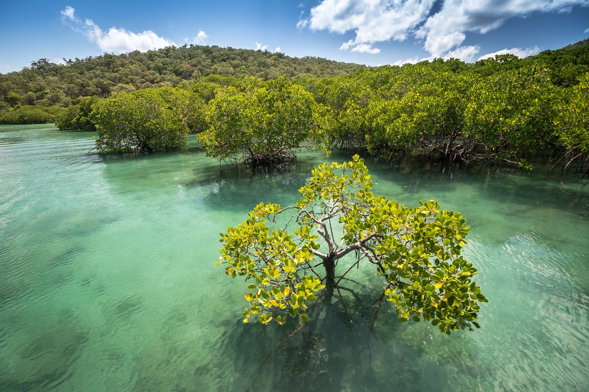 The #restoration of #mangrove forests is highly viable and a predictable contribution to the additionality of CO2 removal through nature-based solutions, conclude CDRmare’s Martin Zimmer & colleague Daniel Alongi in a new paper. lnkd.in/ehnK8RXV 📸 M. Curnock O. Image Bank