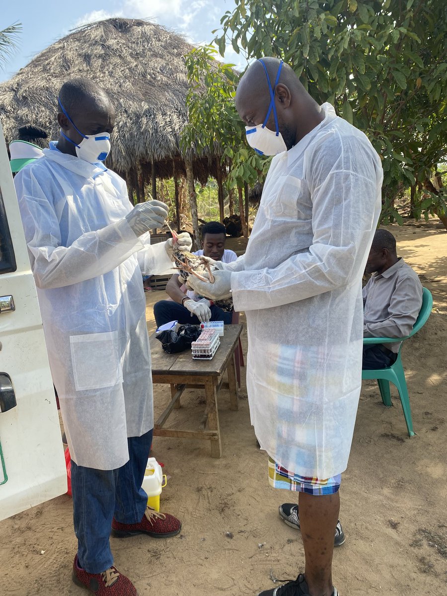 Active surveillance for avian influenza #HPAI in high-risk areas is underway to safeguard public health & food security in Sierra Leone! @FAO, through active surveillance and collaboration with @USAID, Gvt. ministries & universities, aims to protect livelihoods. #OneHealth #ECTAD