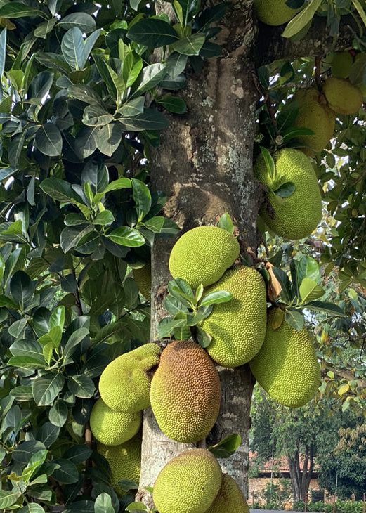 In addition to bolstering farmers' incomes and fostering environmental sustainability and biodiversity conservation, what other perks can you think of when it comes to jackfruits?🌳🌏